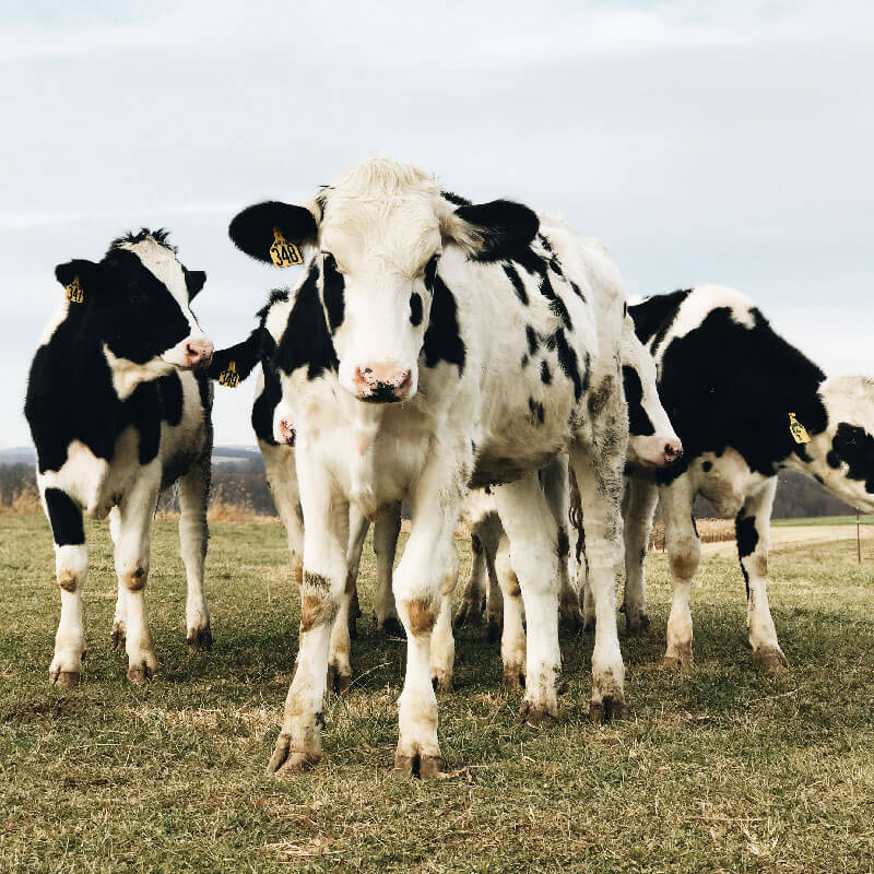 Rhodes Veterinary Clinic - Cattle Services - Fertility Testing