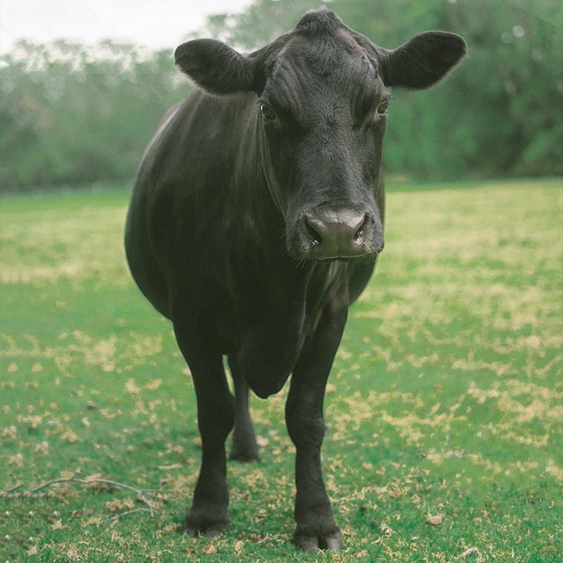 Rhodes Veterinary Clinic - Cattle Services -Lameness Treatment
