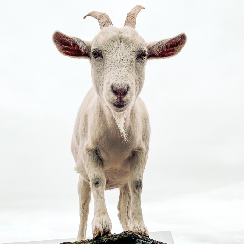 Rhodes Veterinary Clinic - Veterinary Services for Sheep, Alpacas & Goats